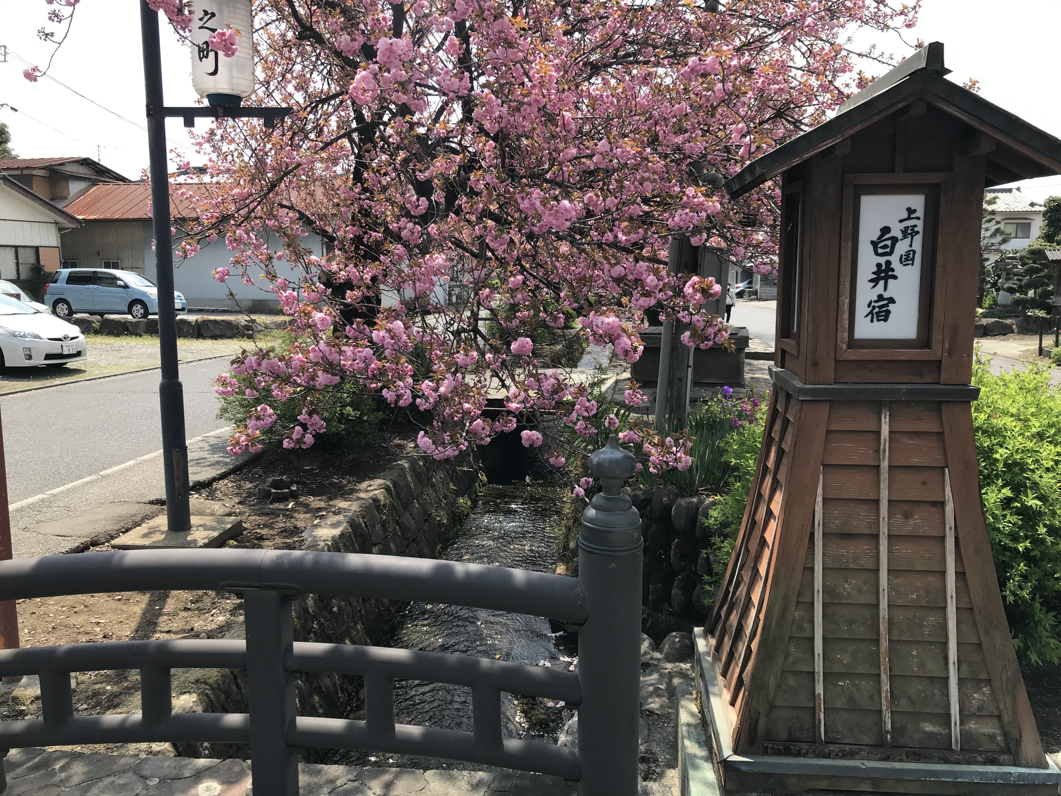 A lantern and cherry blossoms in Shirai-juku in Shibukawa, Japan