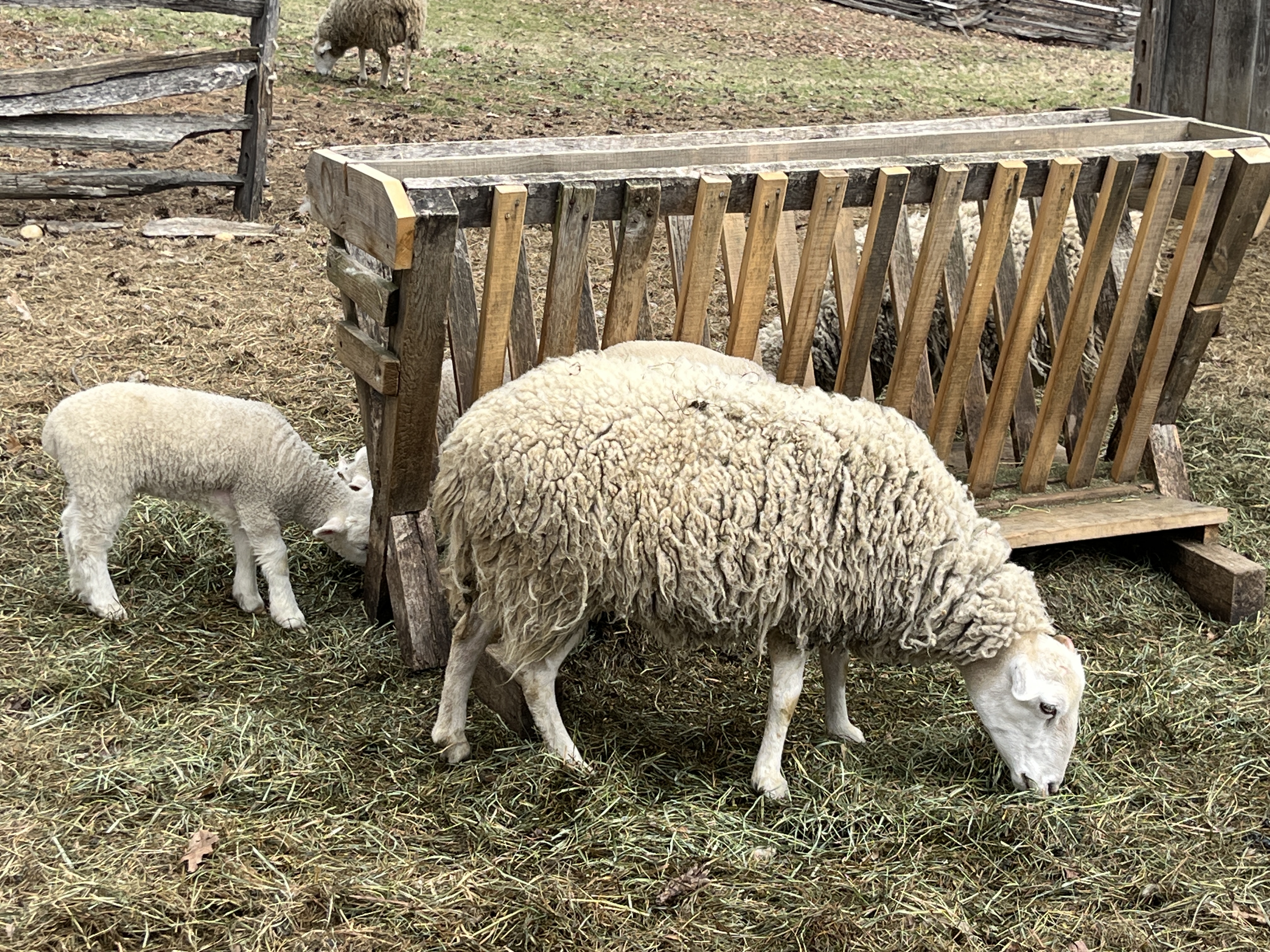 Sheep and lambs feeding